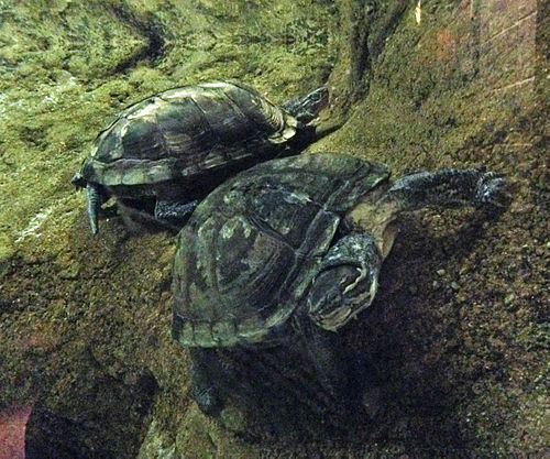 Vietnamese pond turtle